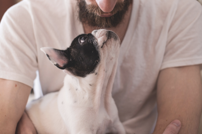 Seguro para animais de estimação equivale a 50% das contratações de planos de saúde